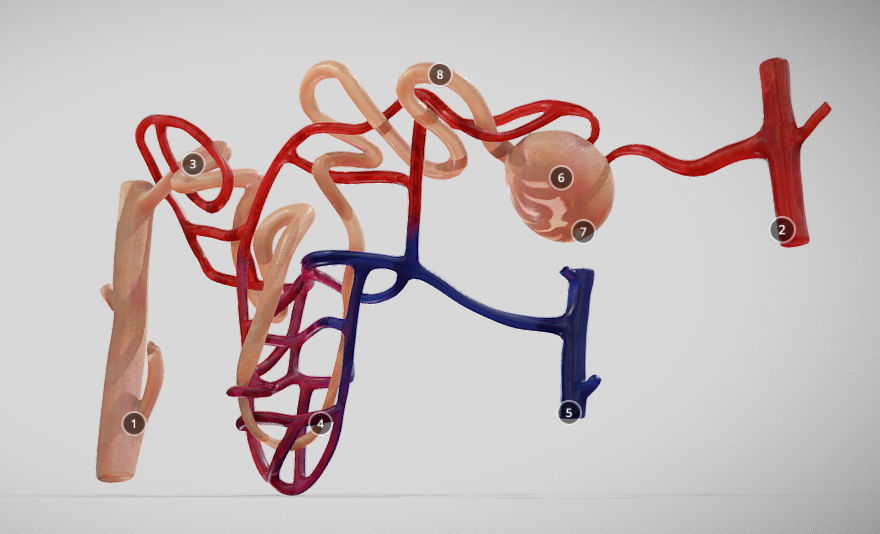 Nephron human circulatory system - Low-poly 3D model_21