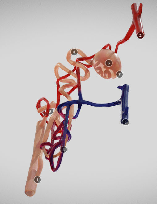 Nephron human circulatory system - Low-poly 3D model_12