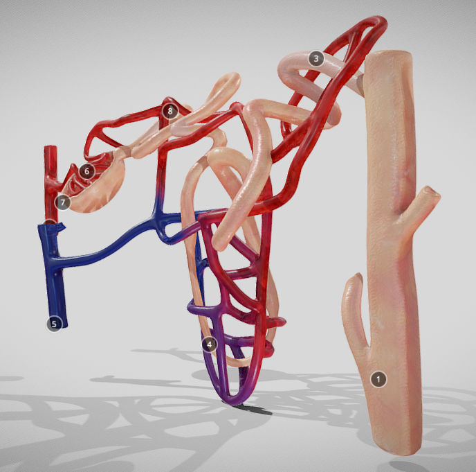Nephron human circulatory system - Low-poly 3D model_15