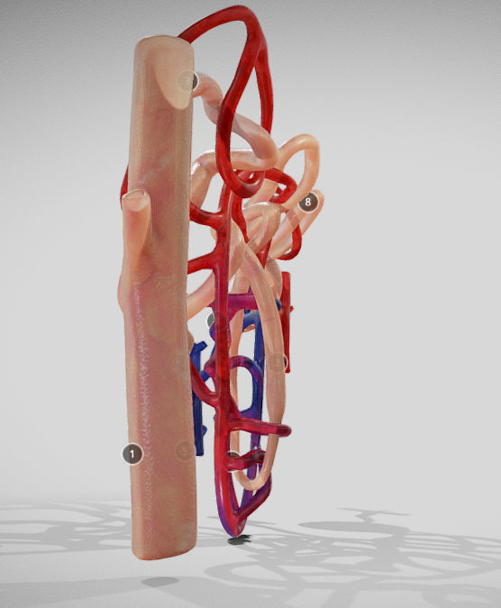 Nephron human circulatory system - Low-poly 3D model_17