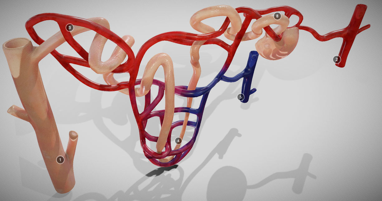 Nephron human circulatory system - Low-poly 3D model_9