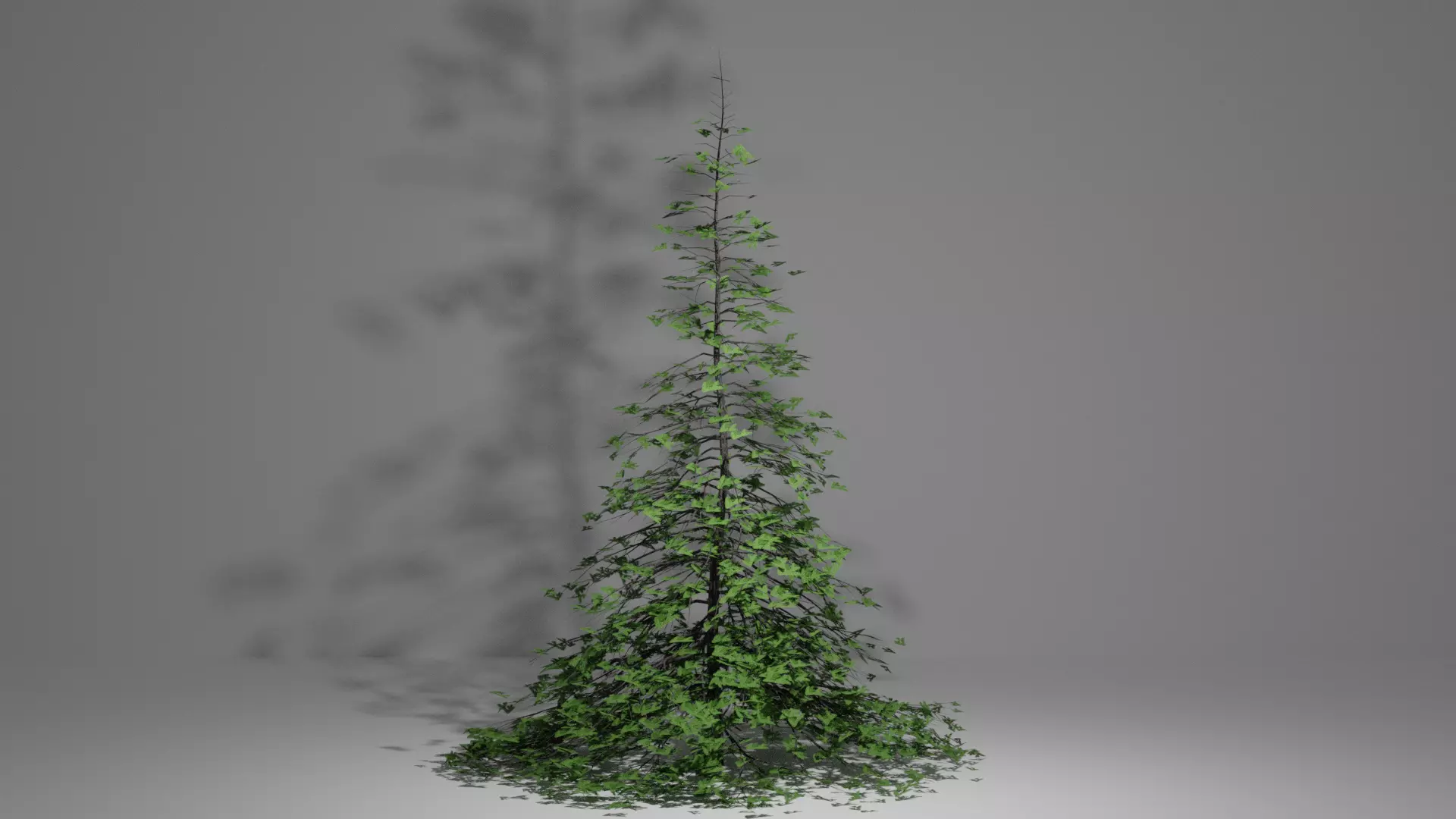 Spruce Tree Free 3D model
