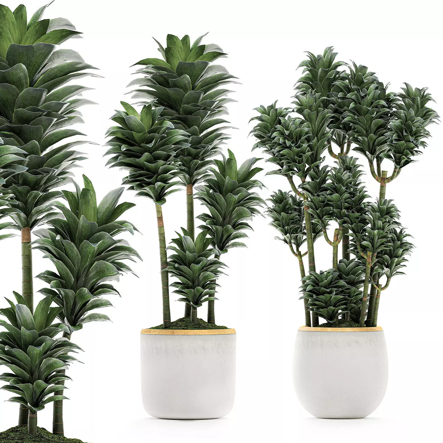 Dracena Compacta in a flowerpot for interior design 533 3D model