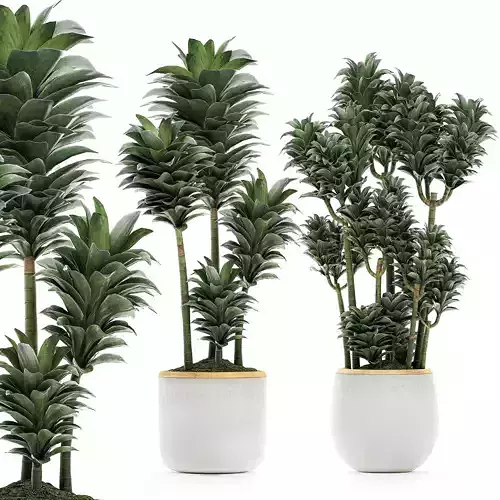 Dracena Compacta in a flowerpot for interior design 533 3D model