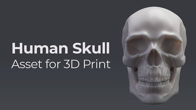 Human Skull - Asset for 3D Print 3D print model