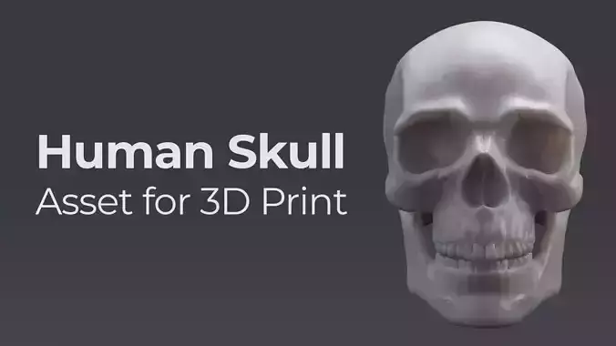 Human Skull - Asset for 3D Print 3D print model