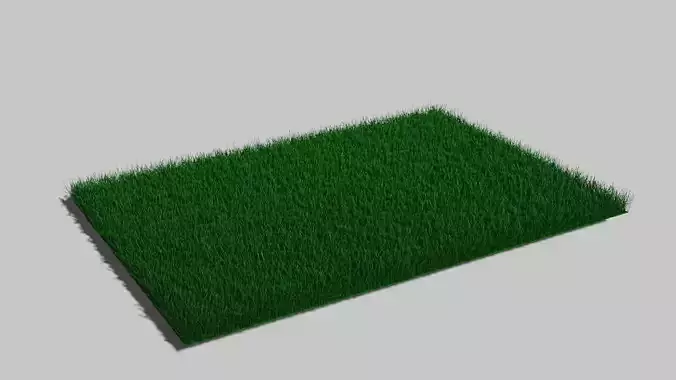Lawn Grass