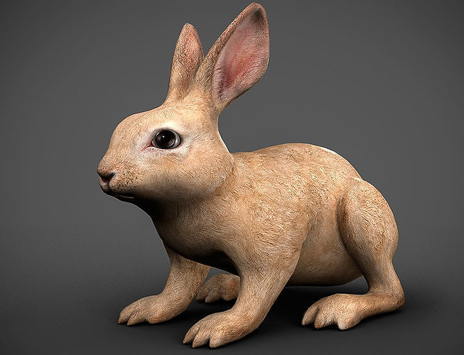 rabbit Low-poly 3D model