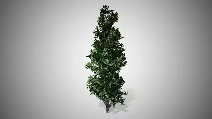 Lombardy Poplar Tree