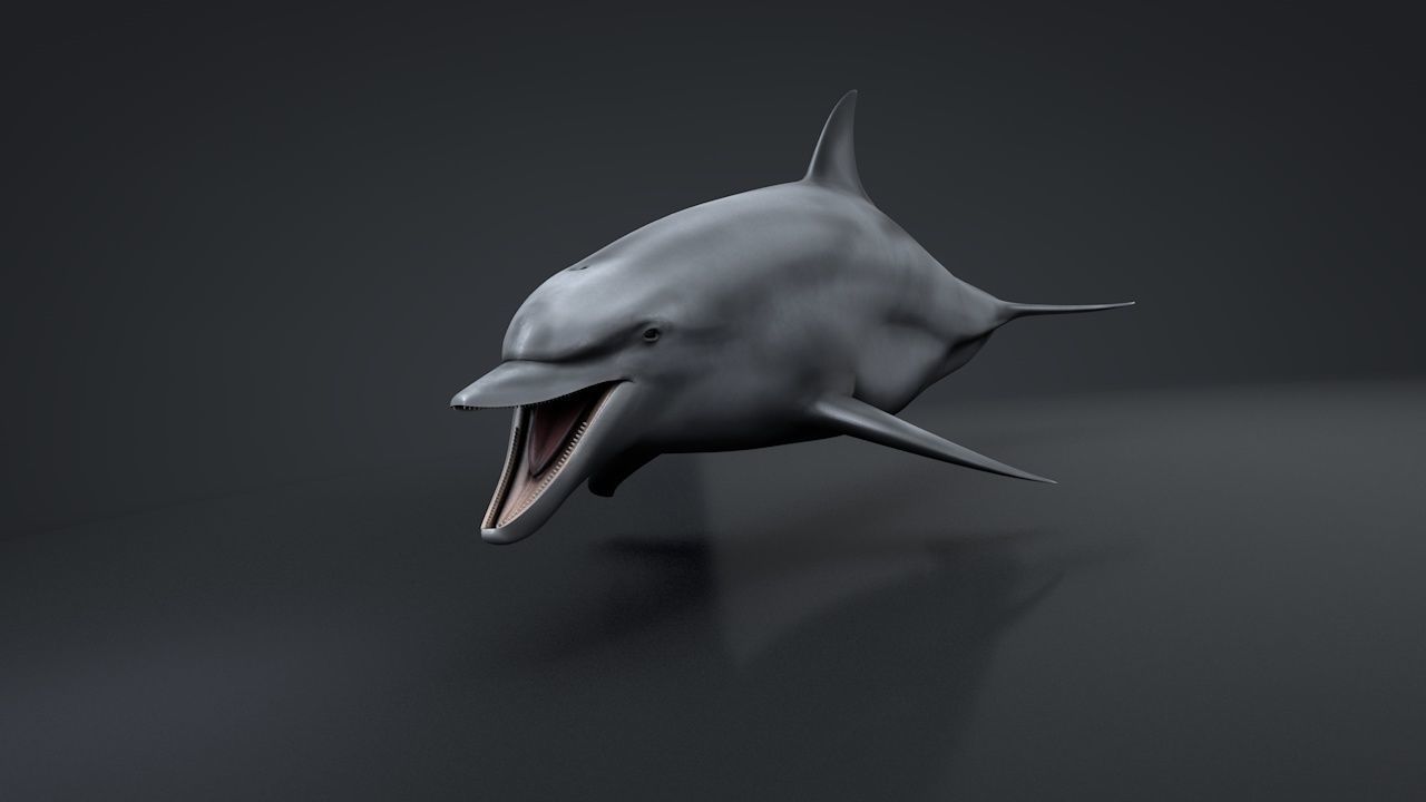 Bottlenose Dolphin Low-poly 3D model_16