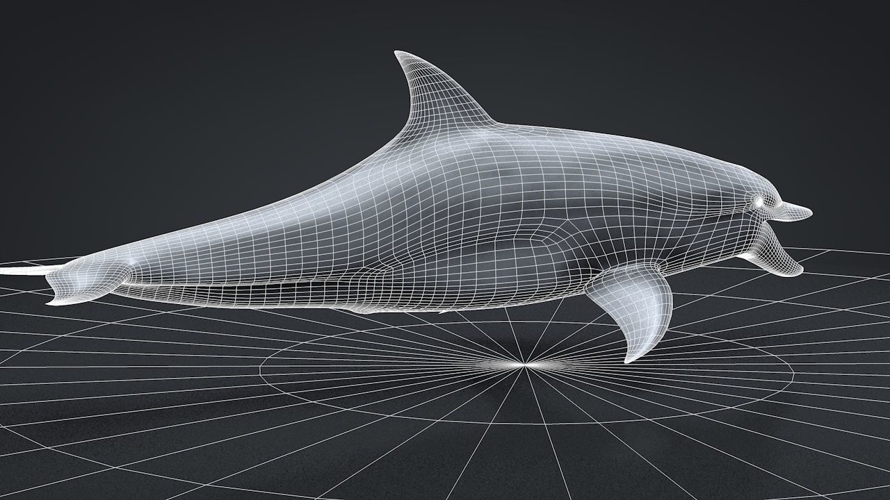 Bottlenose Dolphin Low-poly 3D model_34