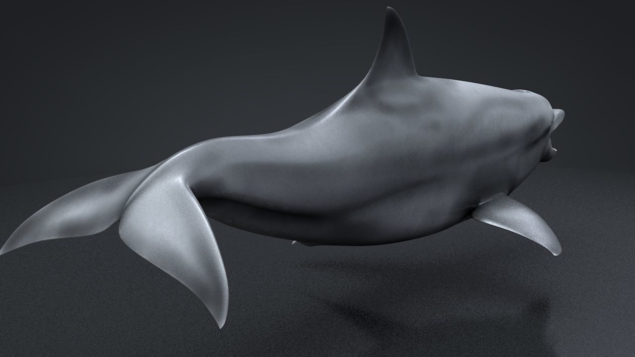 Bottlenose Dolphin Low-poly 3D model_6