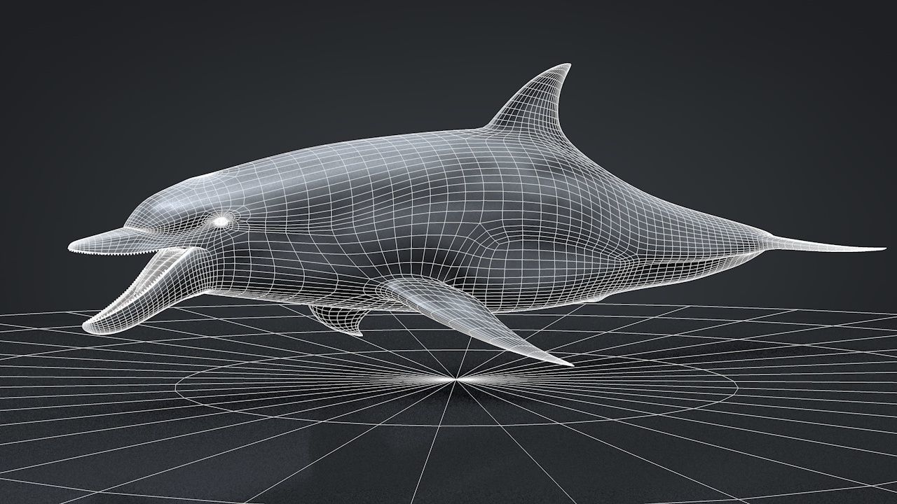 Bottlenose Dolphin Low-poly 3D model_30