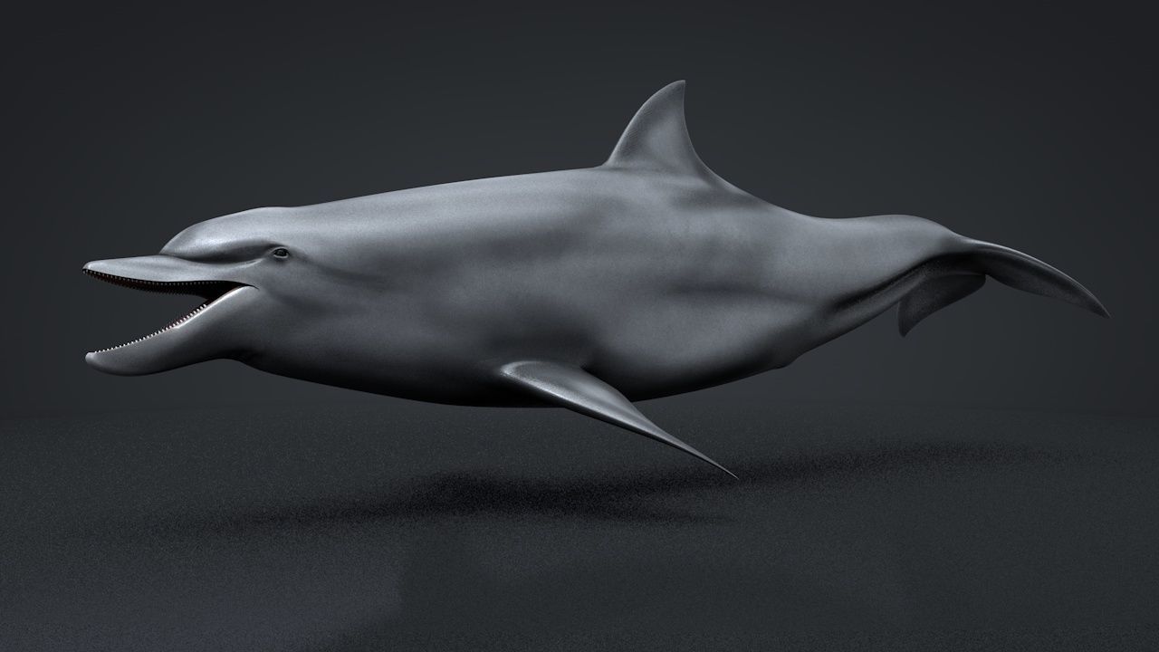 Bottlenose Dolphin Low-poly 3D model_4
