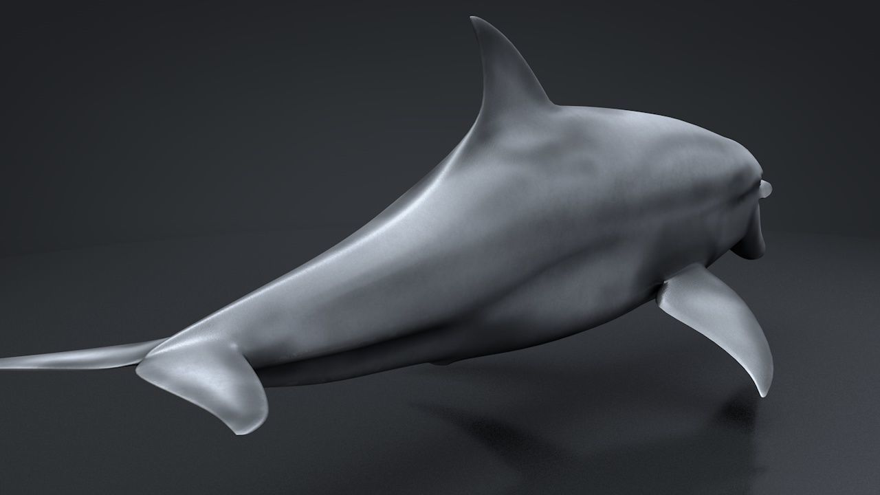 Bottlenose Dolphin Low-poly 3D model_19