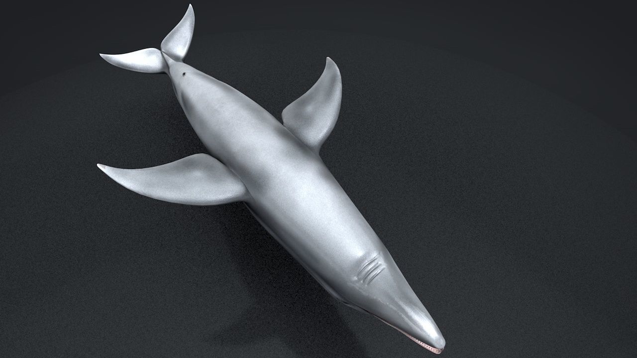 Bottlenose Dolphin Low-poly 3D model_14