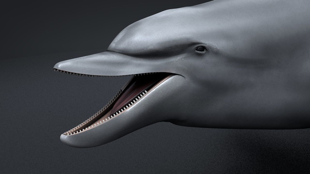 Bottlenose Dolphin Low-poly 3D model_5