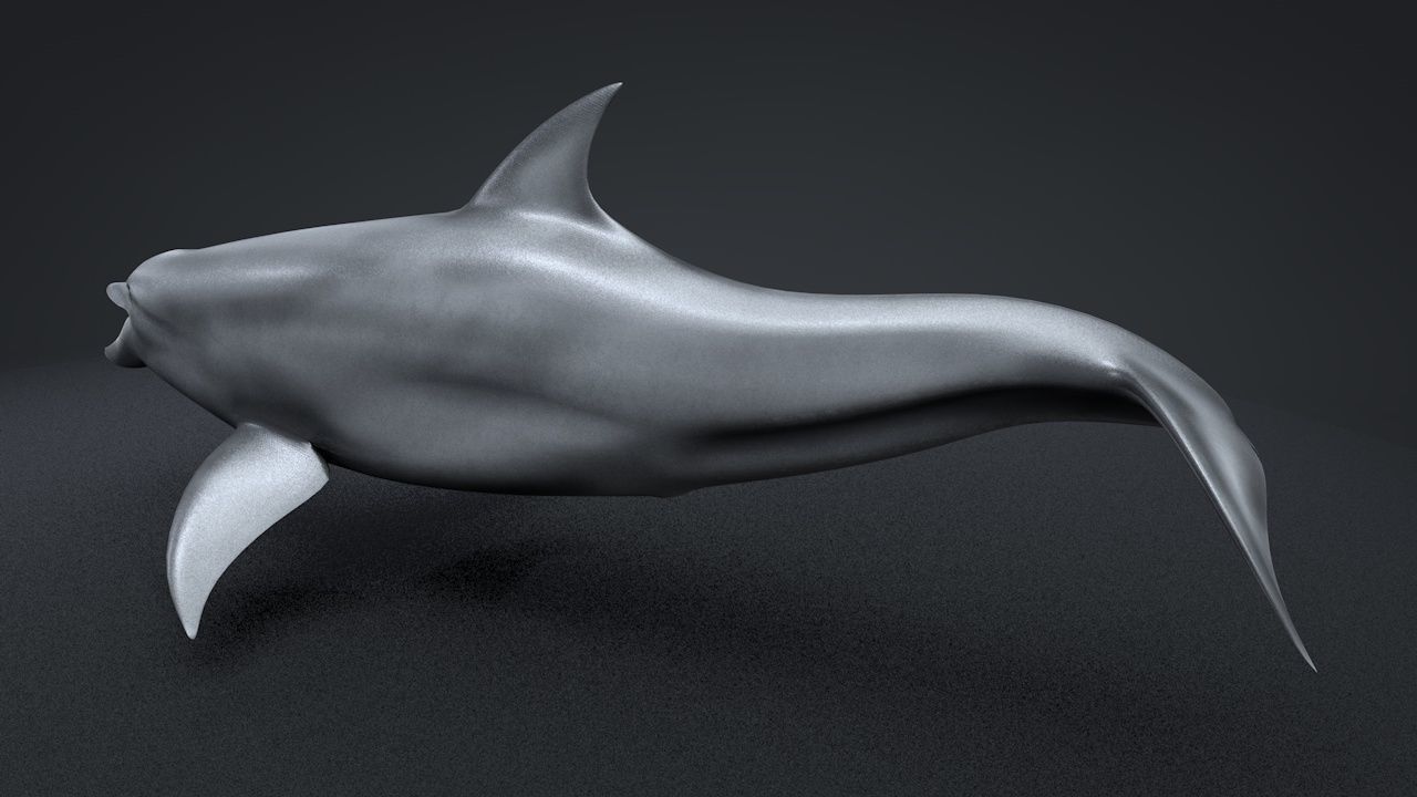 Bottlenose Dolphin Low-poly 3D model_12