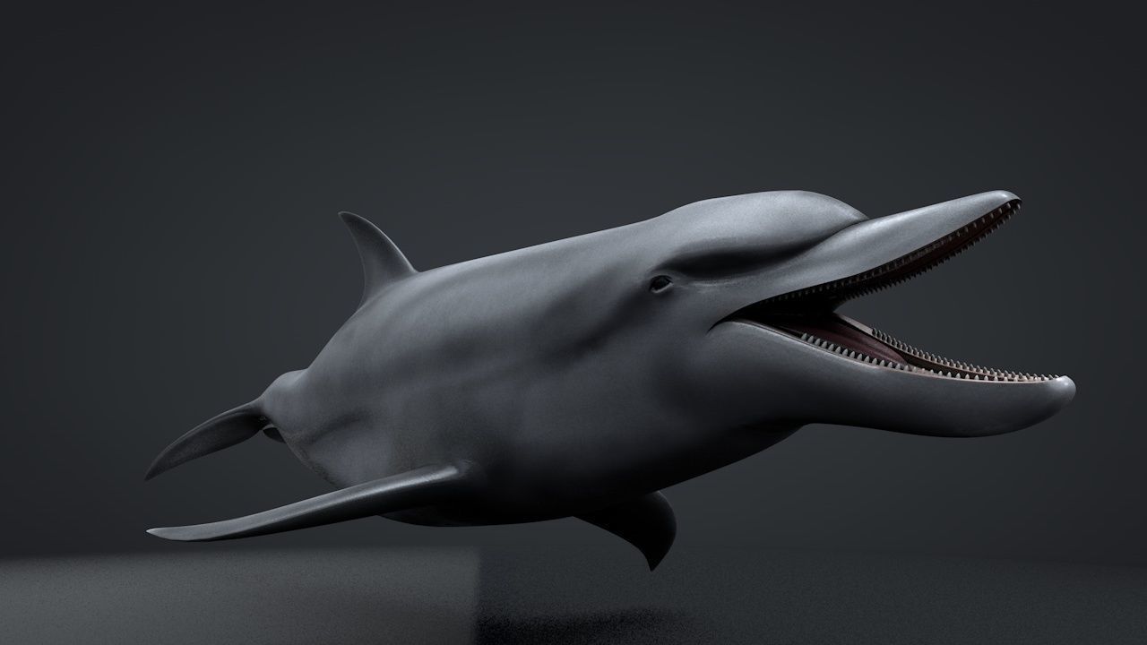 Bottlenose Dolphin Low-poly 3D model_13