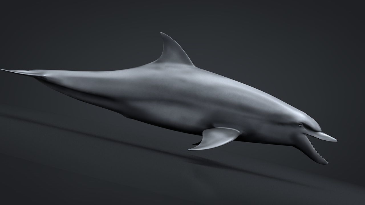 Bottlenose Dolphin Low-poly 3D model_22