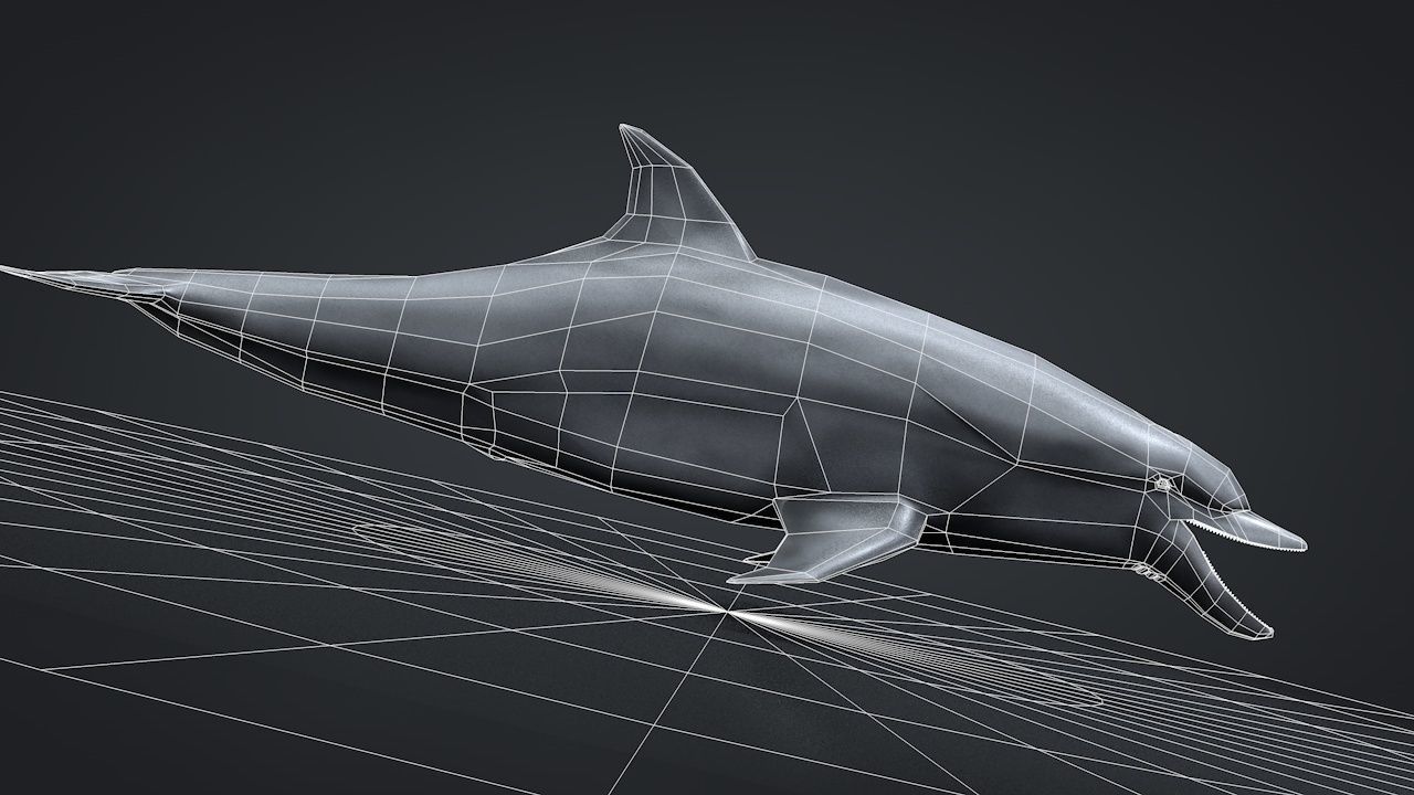 Bottlenose Dolphin Low-poly 3D model_48