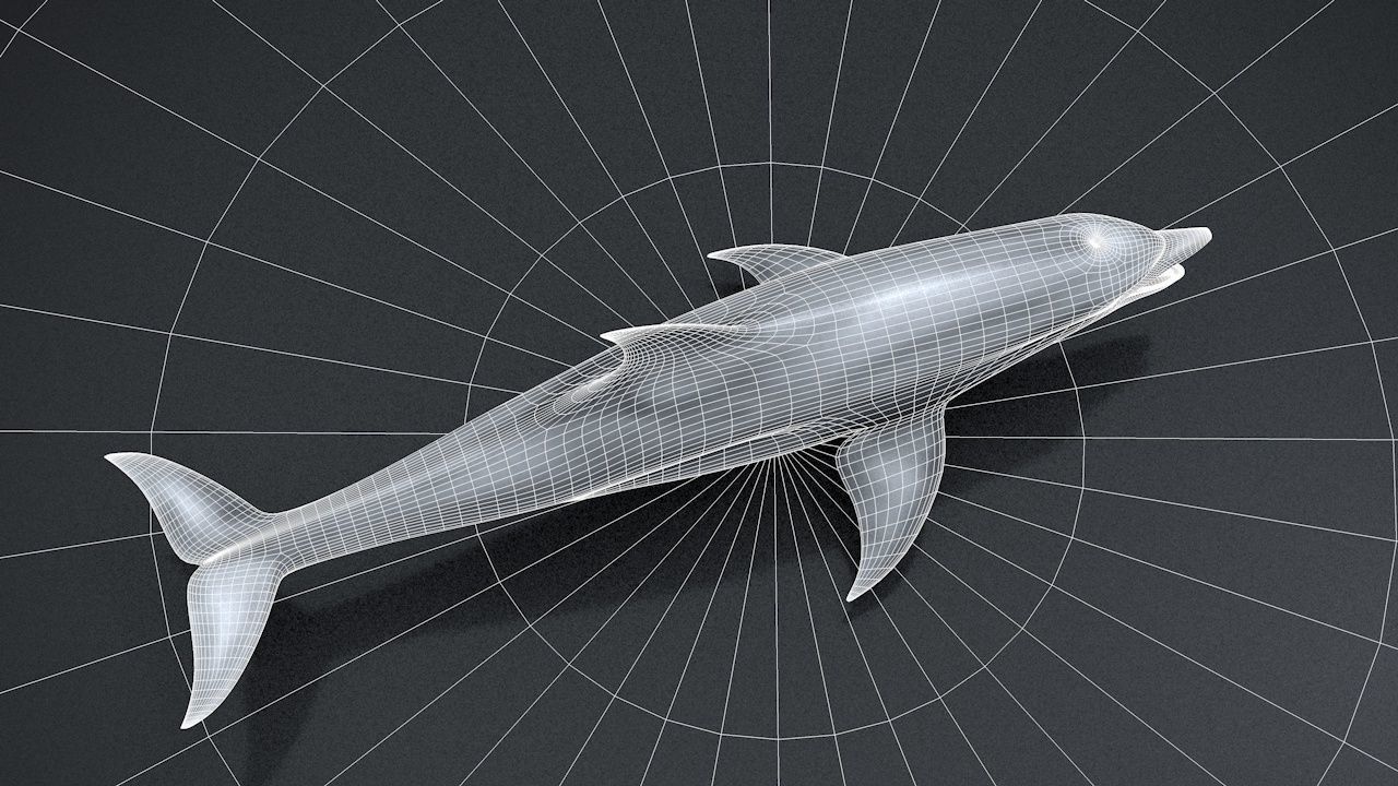 Bottlenose Dolphin Low-poly 3D model_36