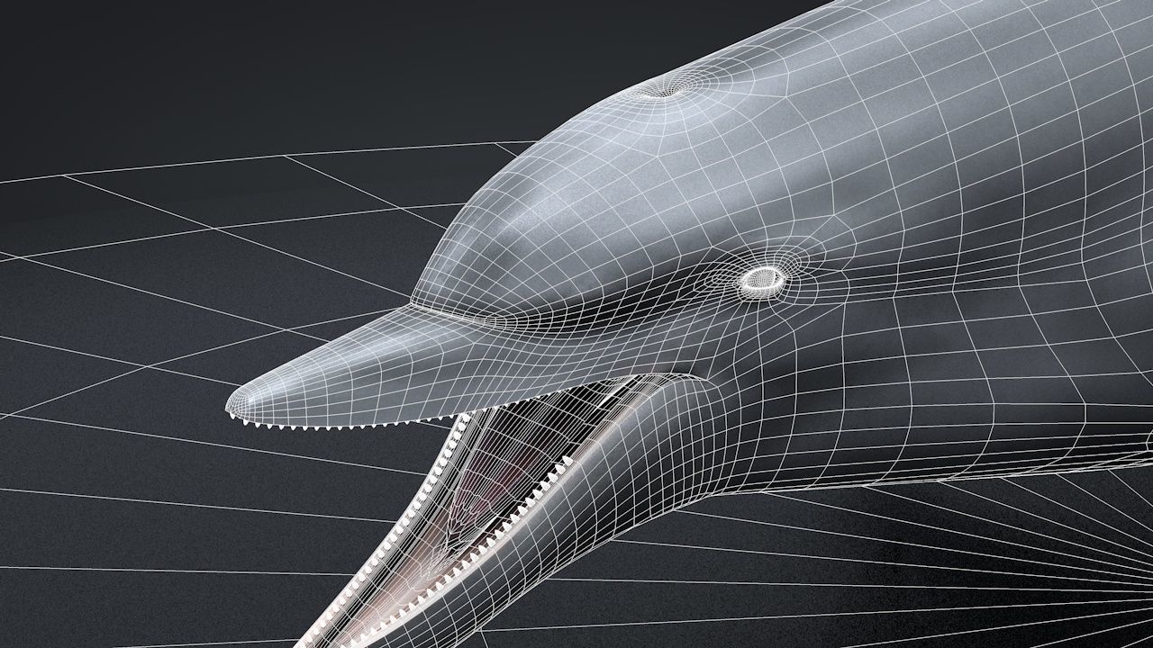 Bottlenose Dolphin Low-poly 3D model_31