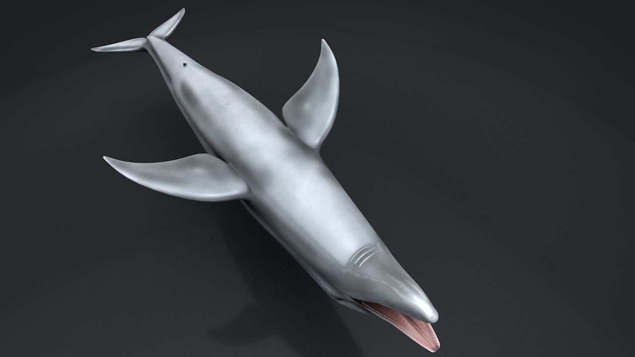 Bottlenose Dolphin Low-poly 3D model_27