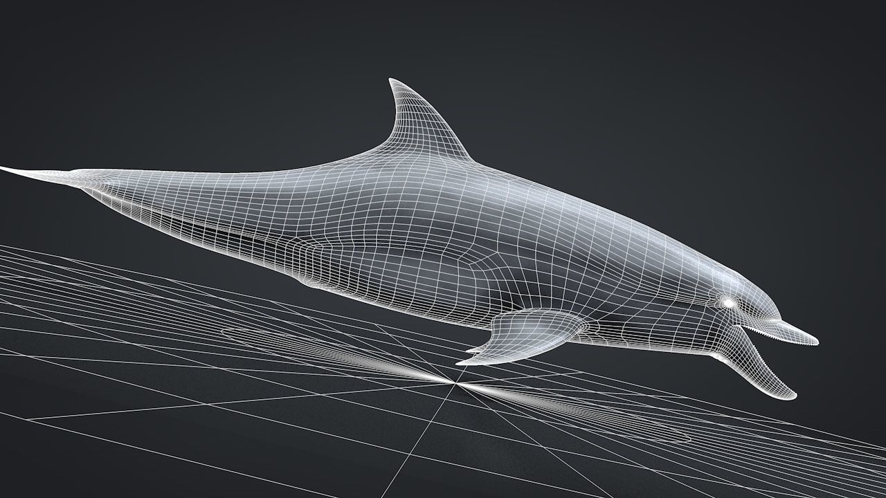 Bottlenose Dolphin Low-poly 3D model_35