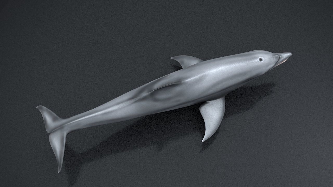 Bottlenose Dolphin Low-poly 3D model_10