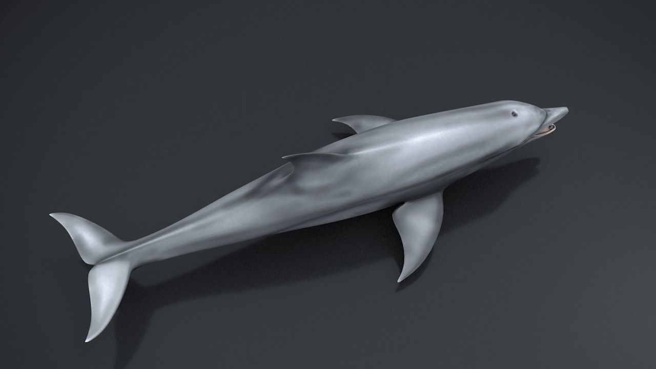Bottlenose Dolphin Low-poly 3D model_23