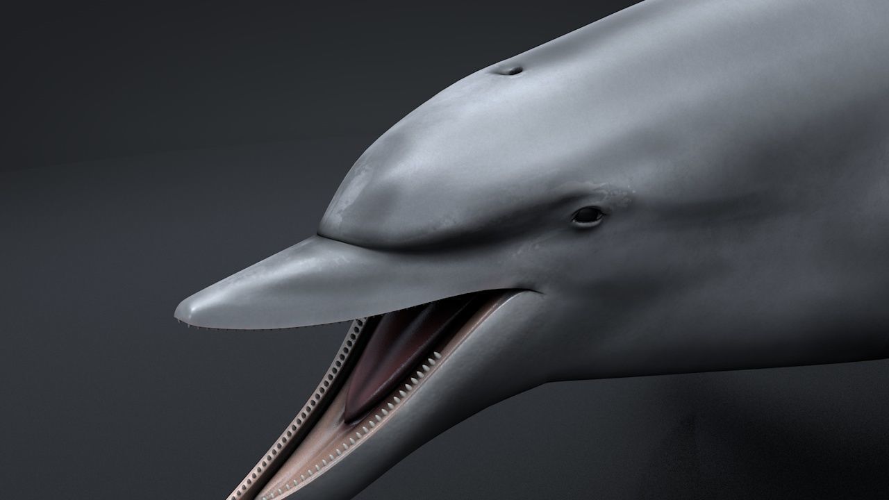 Bottlenose Dolphin Low-poly 3D model_18