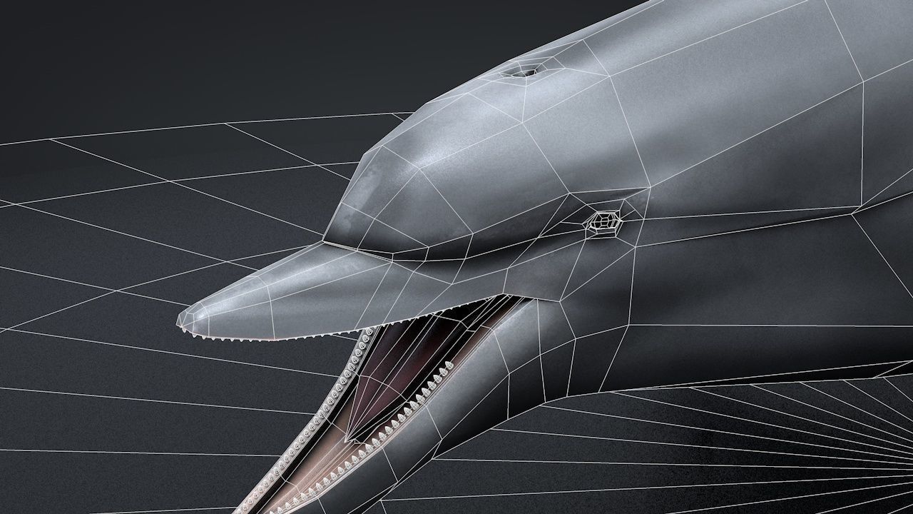 Bottlenose Dolphin Low-poly 3D model_44