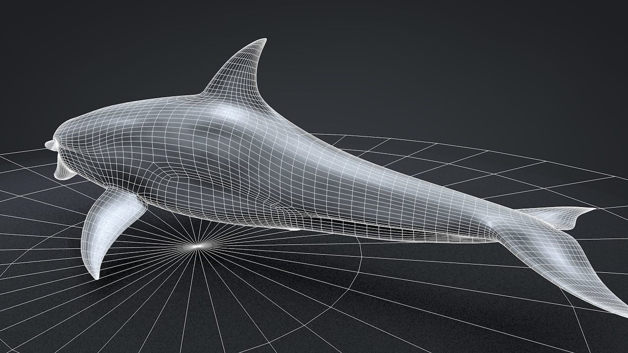 Bottlenose Dolphin Low-poly 3D model_38