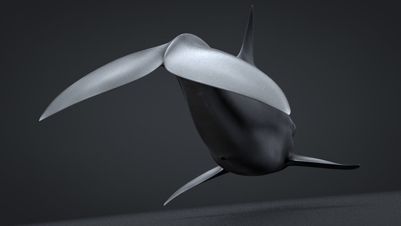 Bottlenose Dolphin Low-poly 3D model_11