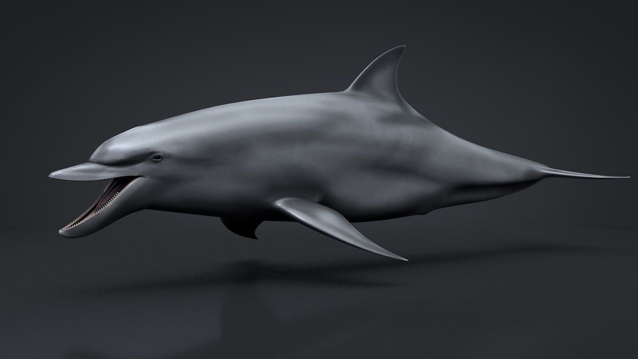 Bottlenose Dolphin Low-poly 3D model_17