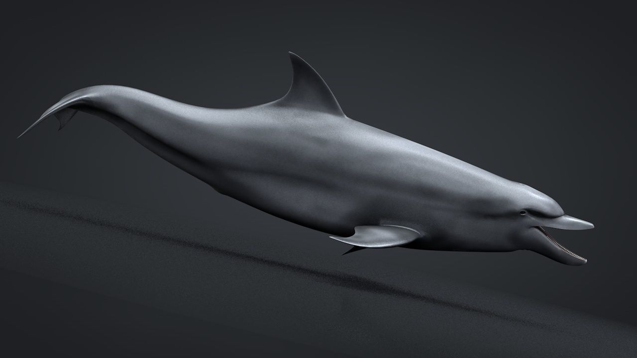 Bottlenose Dolphin Low-poly 3D model_9