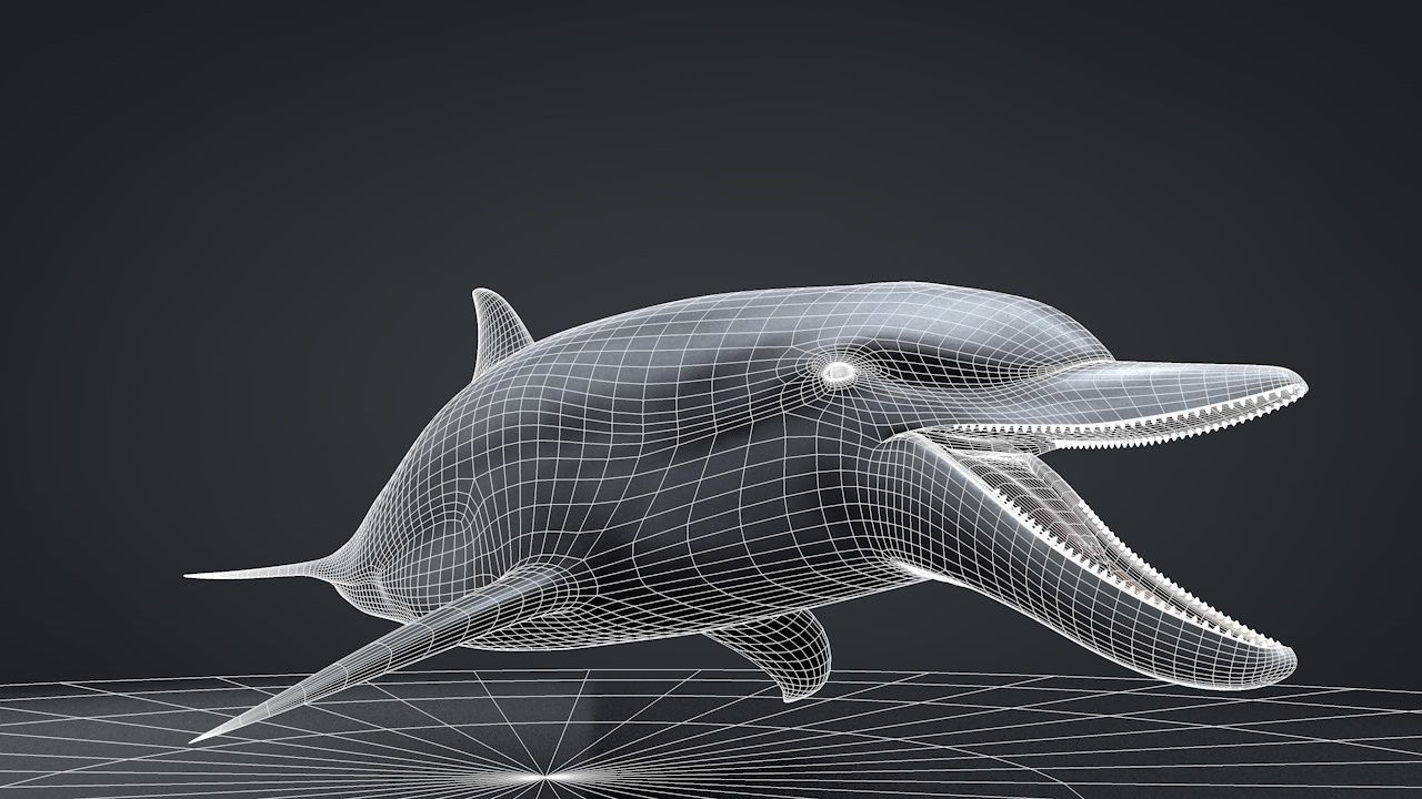 Bottlenose Dolphin Low-poly 3D model_39