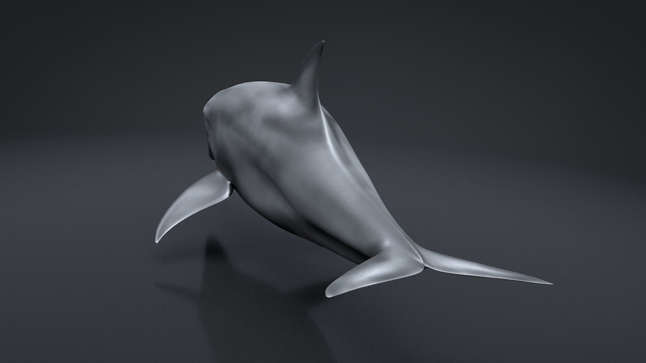 Bottlenose Dolphin Low-poly 3D model_20