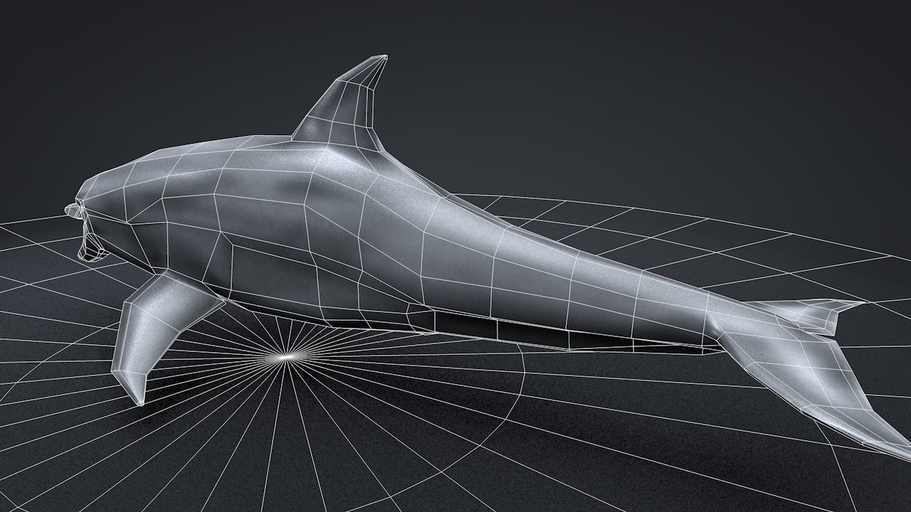Bottlenose Dolphin Low-poly 3D model_51