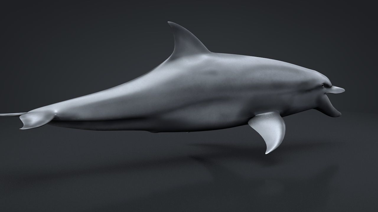 Bottlenose Dolphin Low-poly 3D model_21