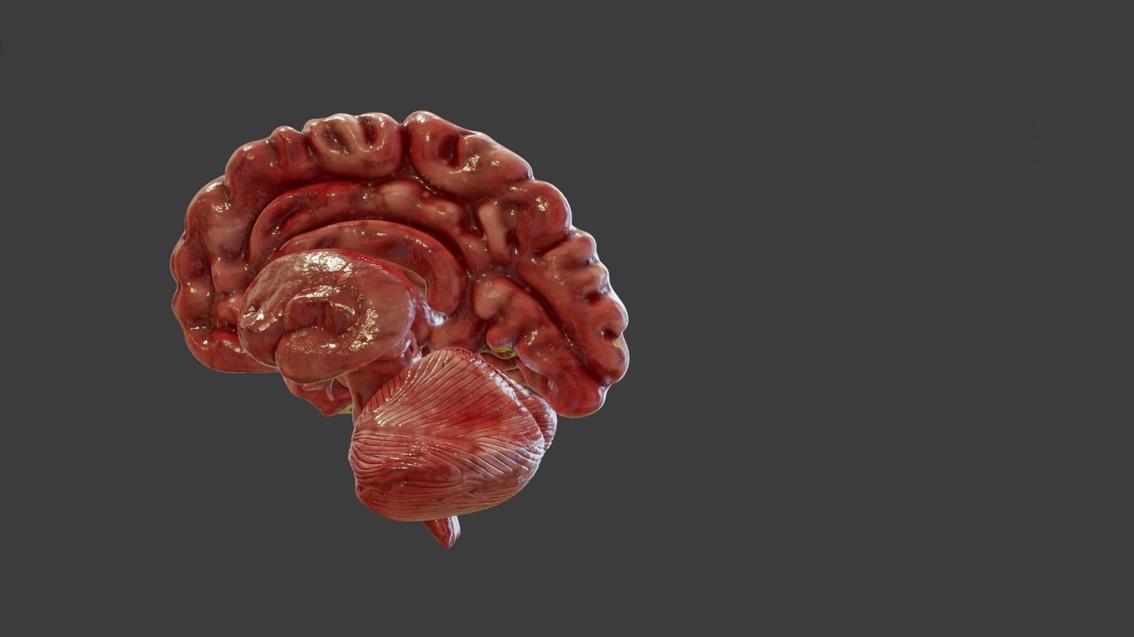 Human Brain 3D Model Low-poly 3D model_2