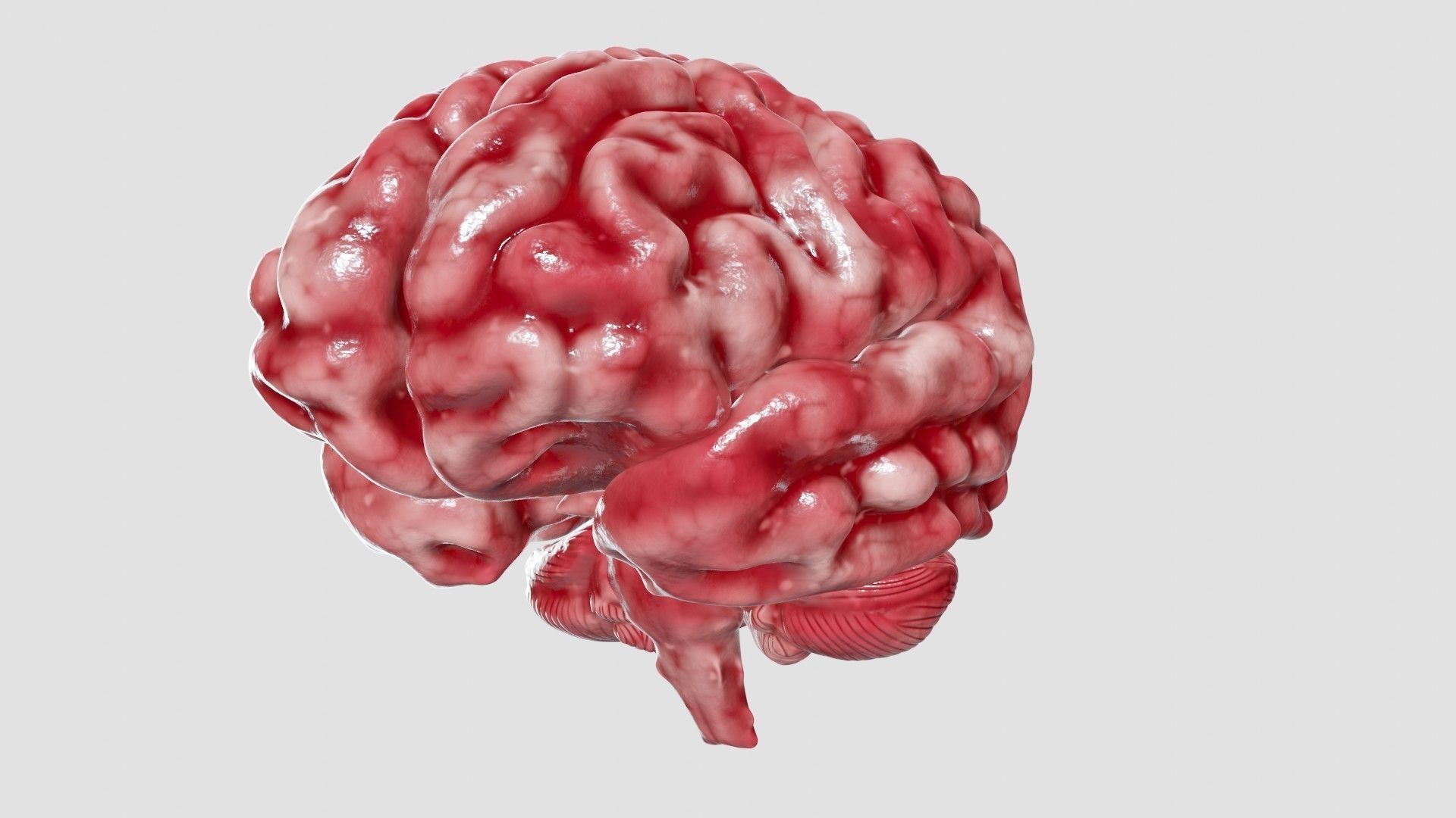 Human Brain 3D Model Low-poly 3D model_30