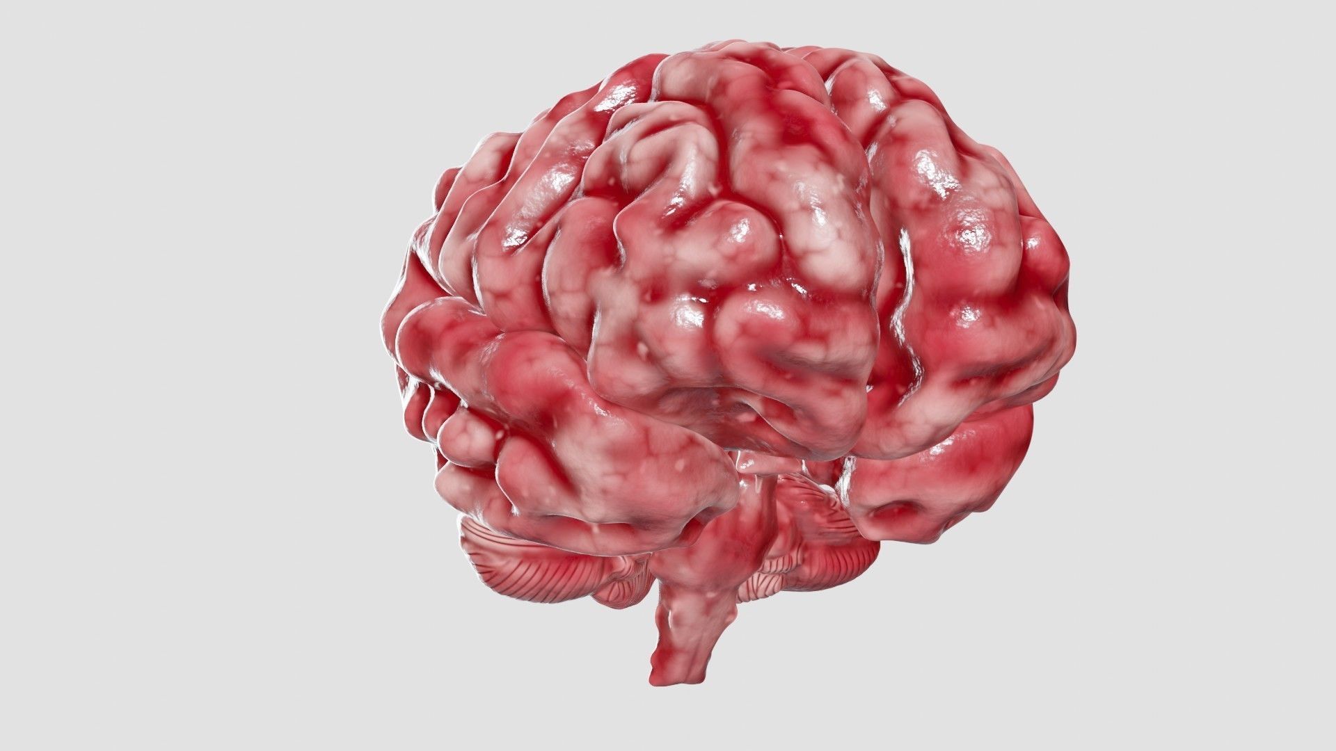 Human Brain 3D Model Low-poly 3D model_34