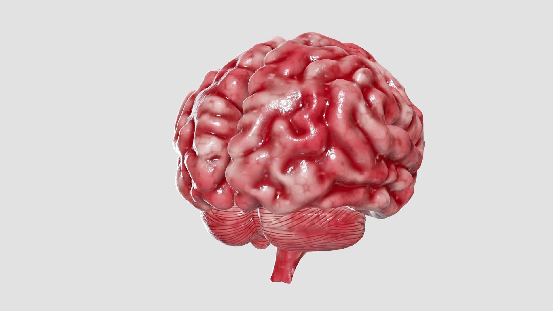 Human Brain 3D Model Low-poly 3D model_42