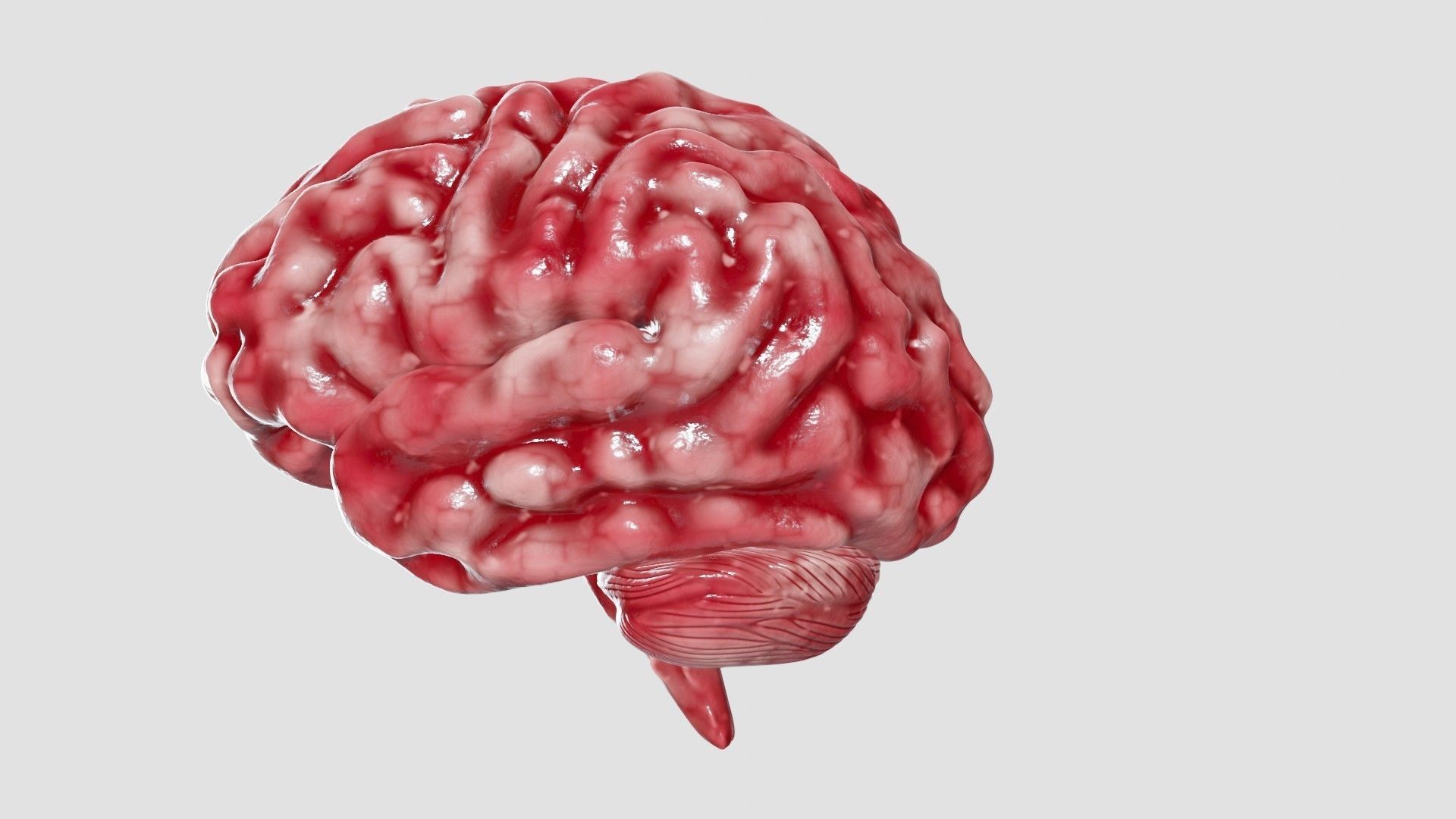 Human Brain 3D Model Low-poly 3D model_26
