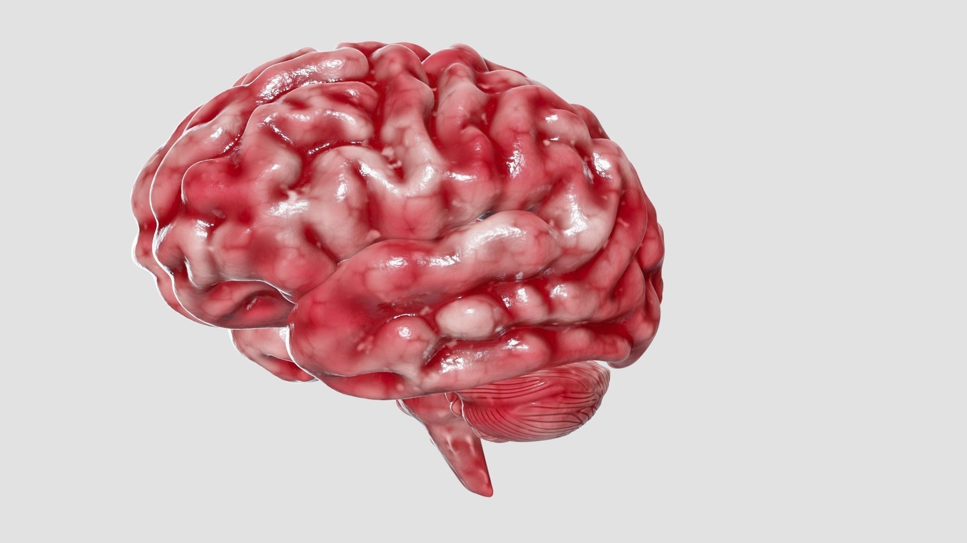 Human Brain 3D Model Low-poly 3D model_28