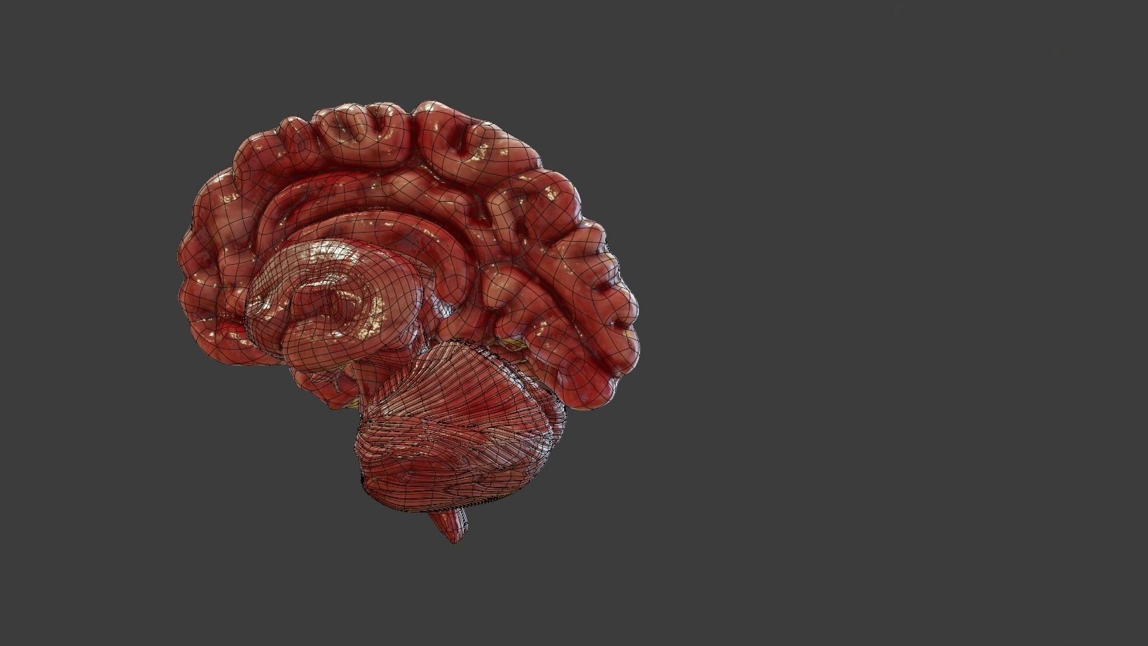 Human Brain 3D Model Low-poly 3D model_7