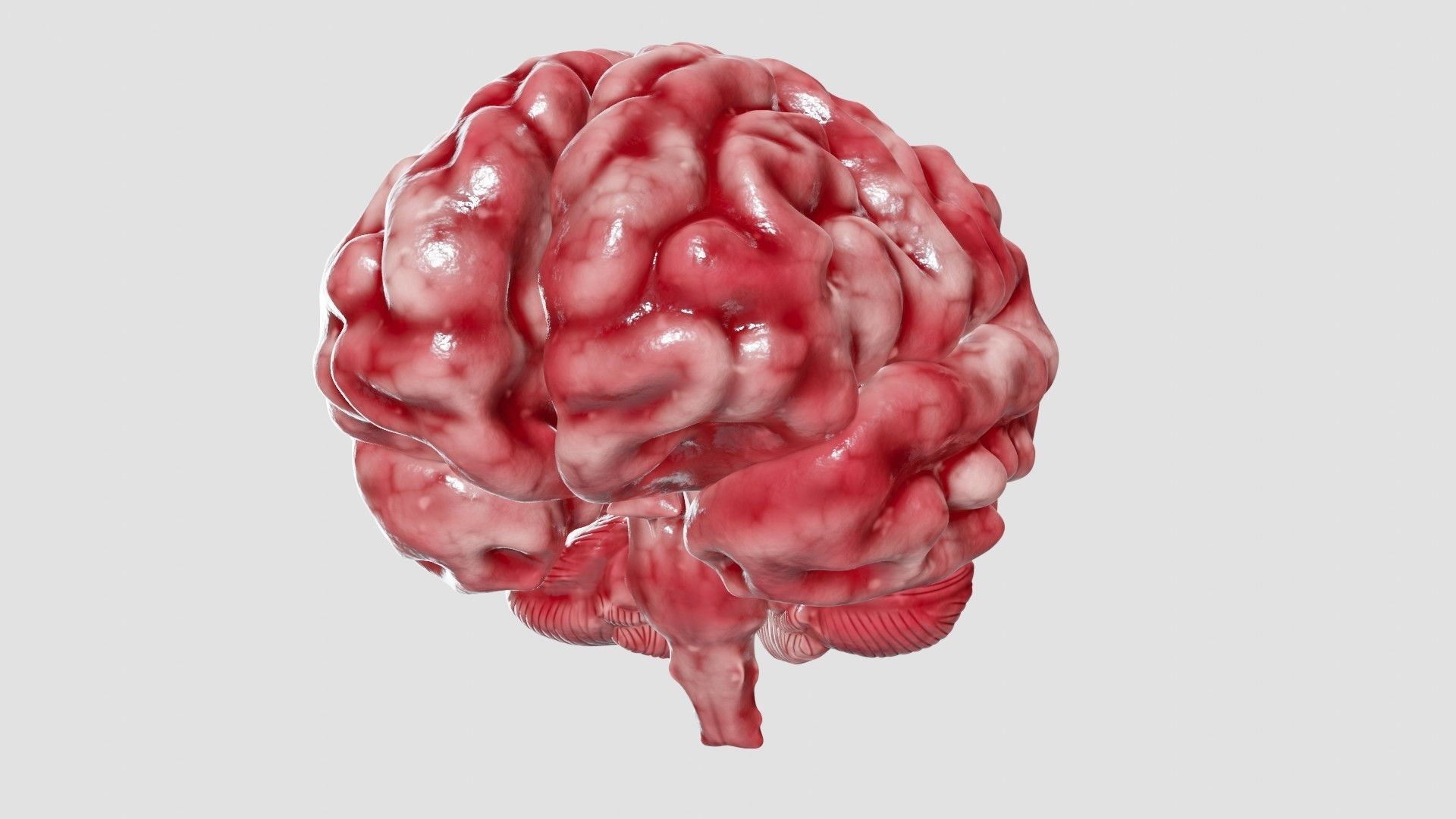 Human Brain 3D Model Low-poly 3D model_31