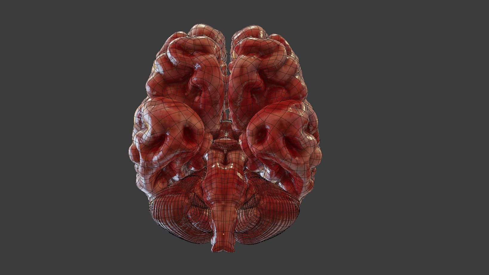 Human Brain 3D Model Low-poly 3D model_10